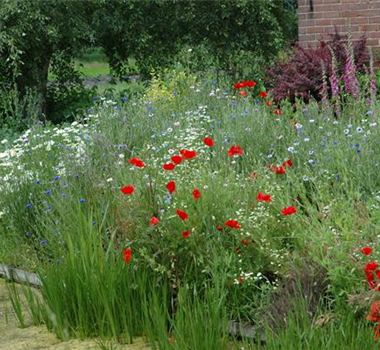 Allgemeine Gartenarbeit im Juni