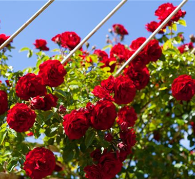 Ziergarten im Juni