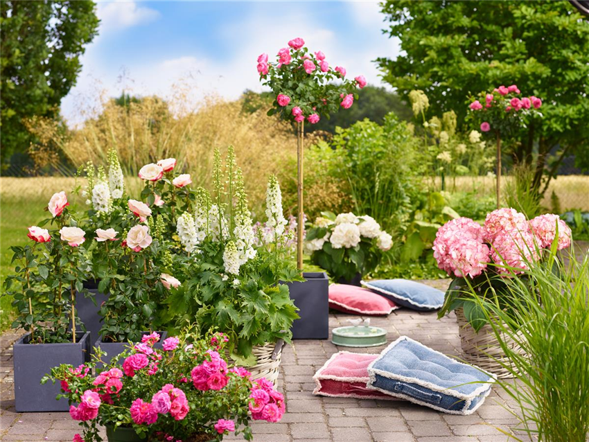Gartencenter Rosen Blütenträume mit Nickl Hortensien und -