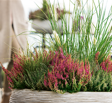 Gräser als Terrassenschmuck