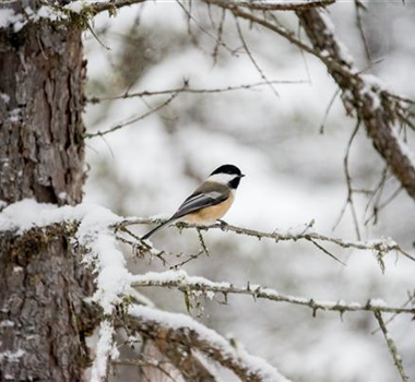 Vogel, Igel und Co. überwintern: Tipps zur richtigen Gartengestaltung