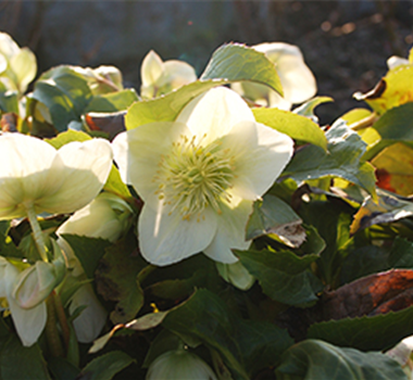 Ziergarten im Dezember