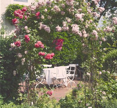 Sichtschutz für Ihren Garten